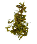 Schafgarbenblüten, Bio, 25g