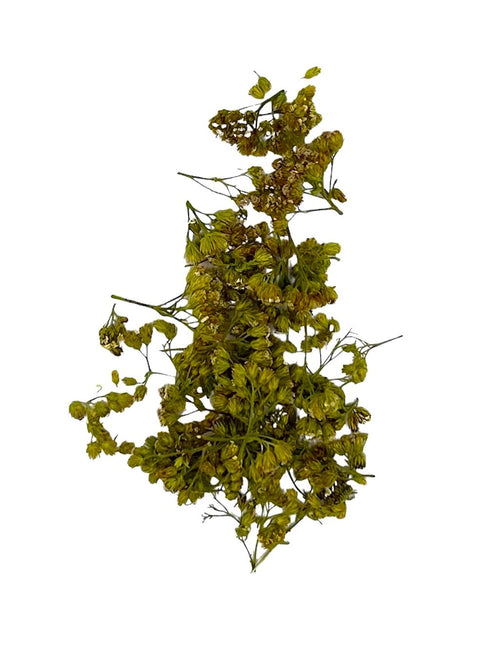 Schafgarbenblüten, Bio, 25g
