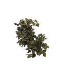 Spitzwegerich, Bio, 40g