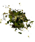 Weissdorn, Bio, 30g